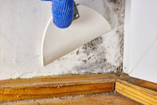 Best Basement Mold Removal  in Mission, OR